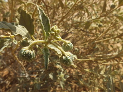 Chrozophora oblongifolia