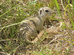 Ictidomys parvidens