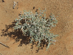 Indigofera intricata