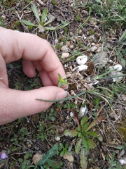 Euphorbia taurinensis