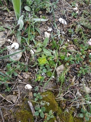 Euphorbia taurinensis