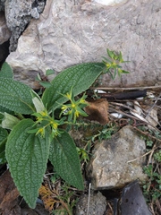 Euphorbia taurinensis