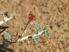 Indigofera intricata