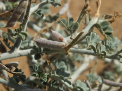 Indigofera intricata