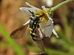 Chrysotoxum intermedium
