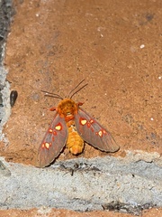 Balacra flavimacula