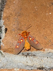 Balacra flavimacula