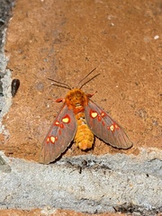 Balacra flavimacula