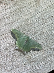 Antharmostes marginata