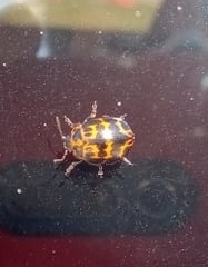 Platyphora congregata