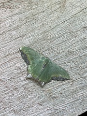 Antharmostes marginata