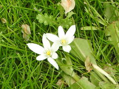 Ornithogalum baeticum