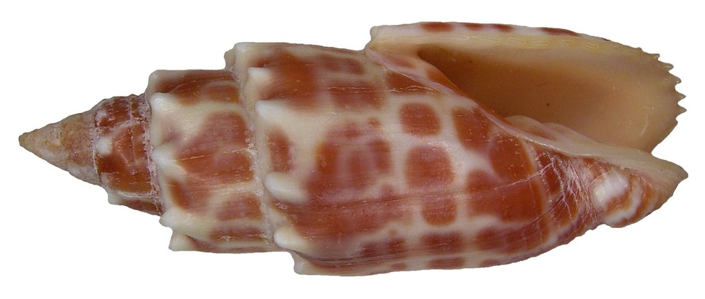 pontifical miter