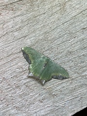 Antharmostes marginata
