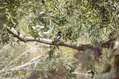 Ficedula hypoleuca