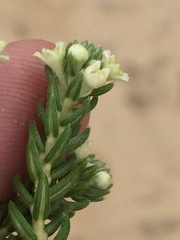 Phylica axillaris