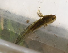 Ambystoma jeffersonianum