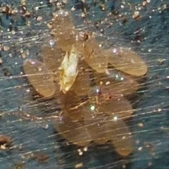 Stenopsocidae