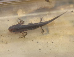 Ambystoma opacum
