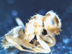 Lasius subumbratus