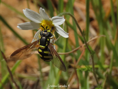 Chrysotoxum intermedium