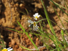 Chrysotoxum intermedium