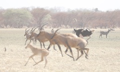 Struthio camelus camelus