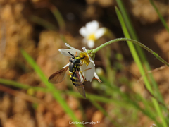 Chrysotoxum intermedium