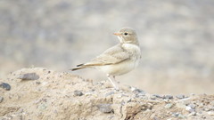 Ammomanes cinctura