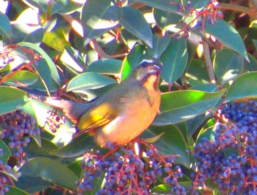 Saltator similis