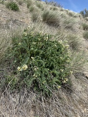 Astragalus adanus