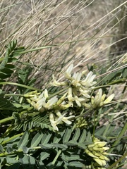 Astragalus adanus