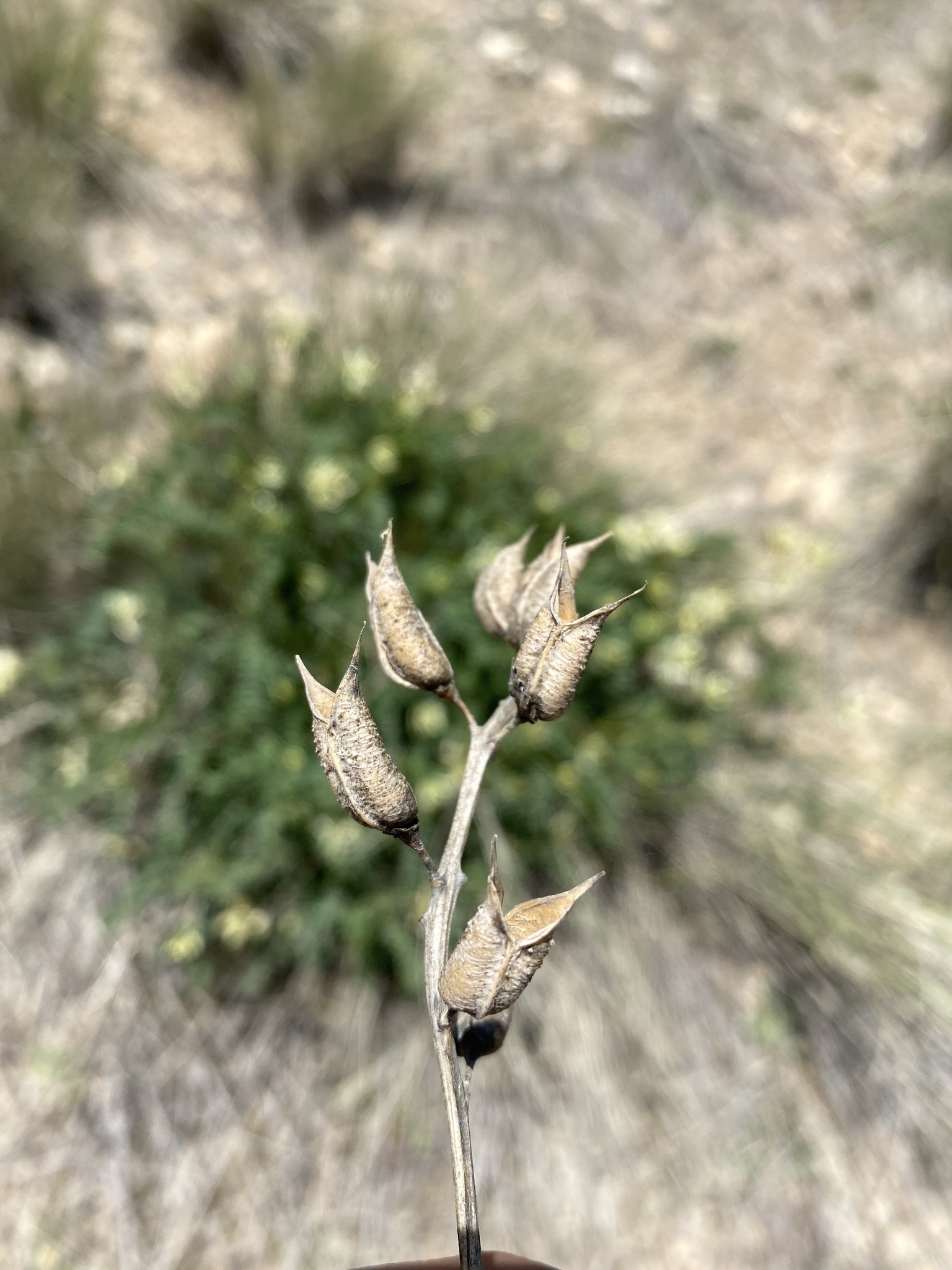 Astragalus adanus