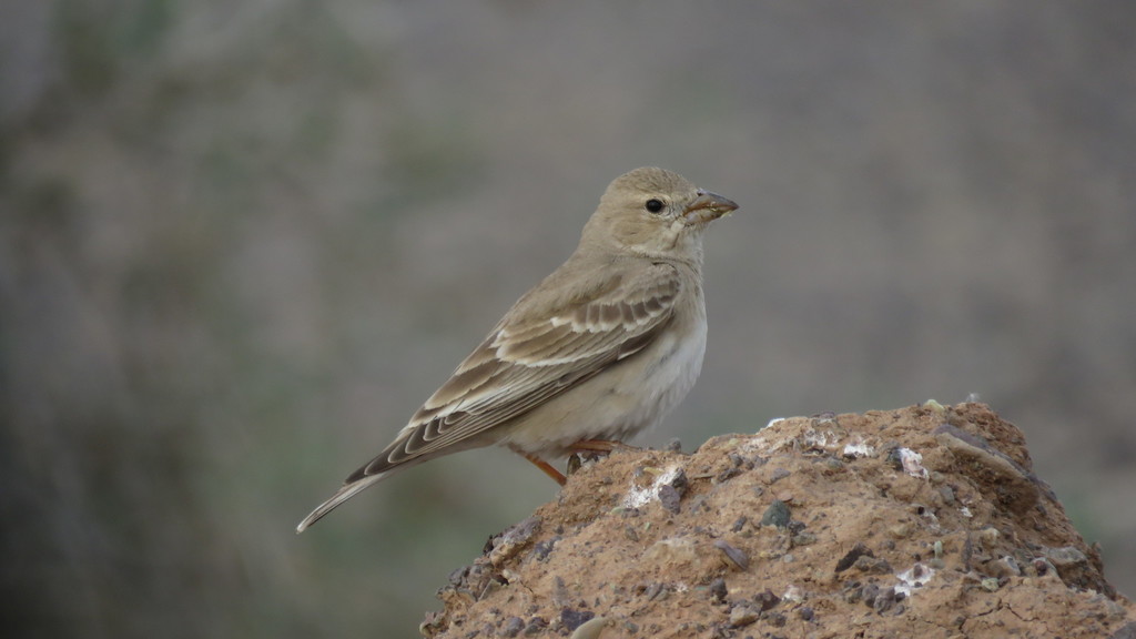 Pale Rockfinches