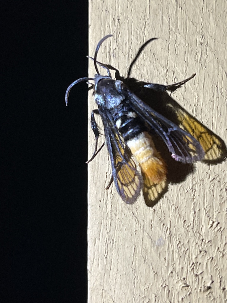 Metasphecia