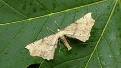 Artiora evonymaria