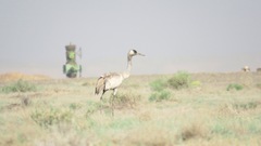 Grus grus