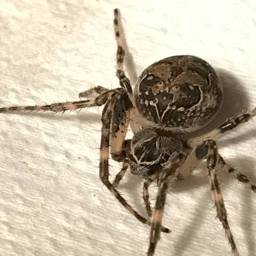 Grey Cross Spider photo 4
