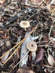 Lentinus berteroi