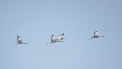 Grus grus