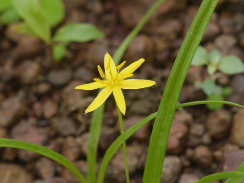 Hypoxis aurea (Hypoxis aurea)