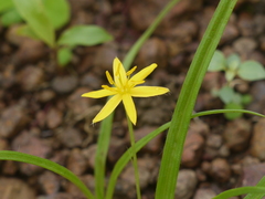 Hypoxis aurea
