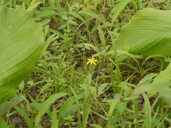 Hypoxis aurea
