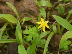 Hypoxis aurea