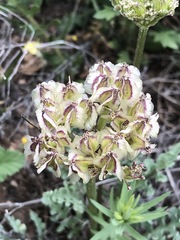Vesper macrorhizus