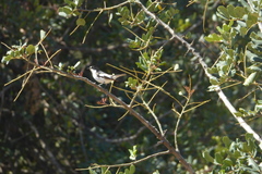 Ficedula hypoleuca