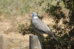 Columba palumbus