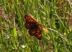 Melitaea phoebe