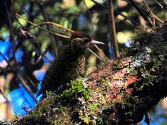 Dryobates spilogaster