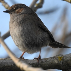 Prunella modularis occidentalis